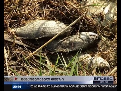 არის თუ არა გლდანის ტბა დაბინძურებული